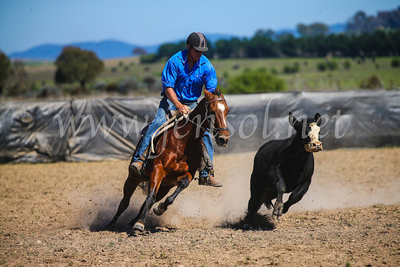 GoulburnCampdraft2017_3251