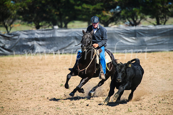 GoulburnCampdraft2017_2668