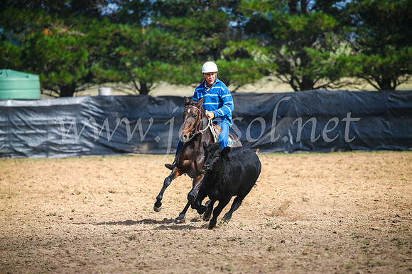 GoulburnCampdraft2017_2417