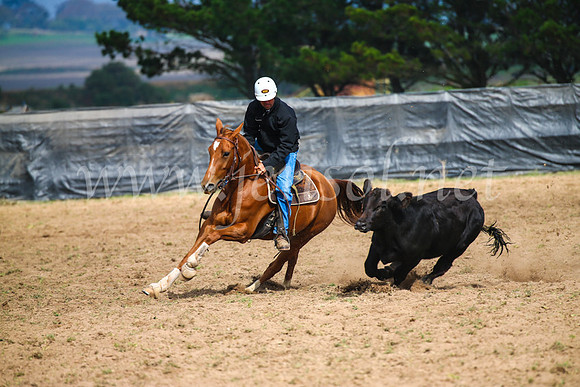 GoulburnCampdraft2017_2392