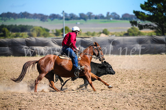 GoulburnCampdraft2017_3568