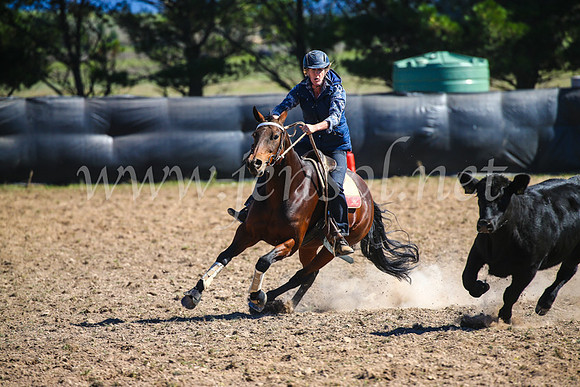 GoulburnCampdraft2017_3514