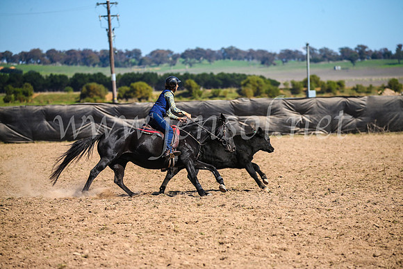 GoulburnCampdraft2017_3353