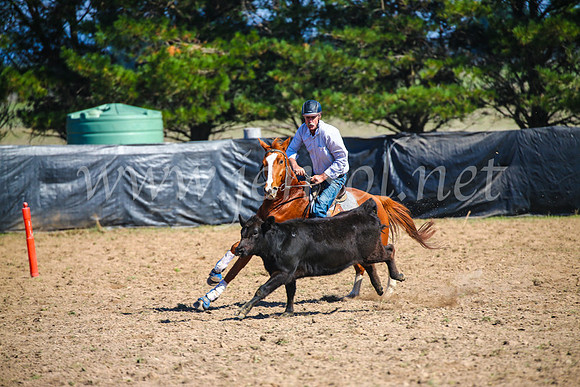 GoulburnCampdraft2017_2706