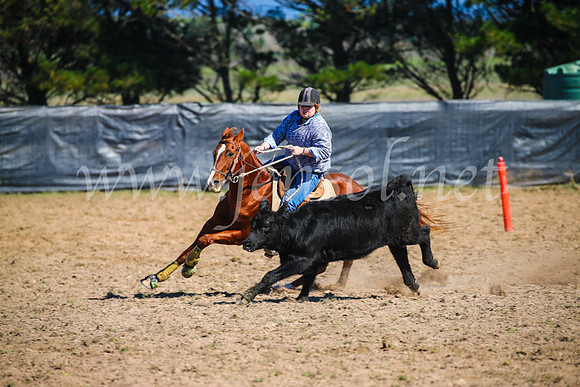 GoulburnCampdraft2017_2853
