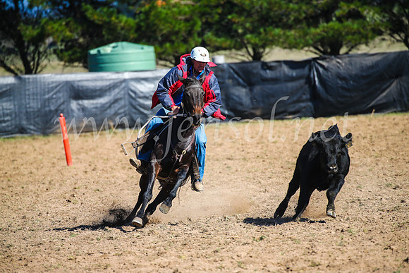 GoulburnCampdraft2017_2580