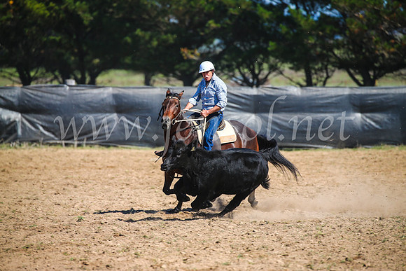 GoulburnCampdraft2017_2991