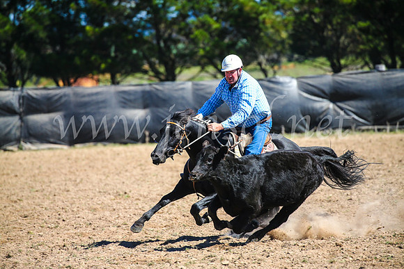GoulburnCampdraft2017_3367