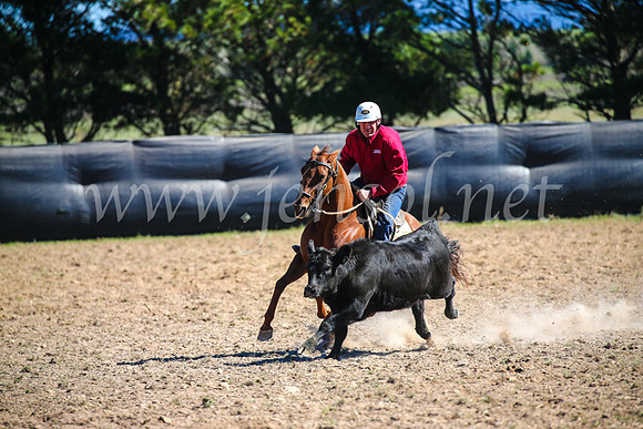 GoulburnCampdraft2017_3532
