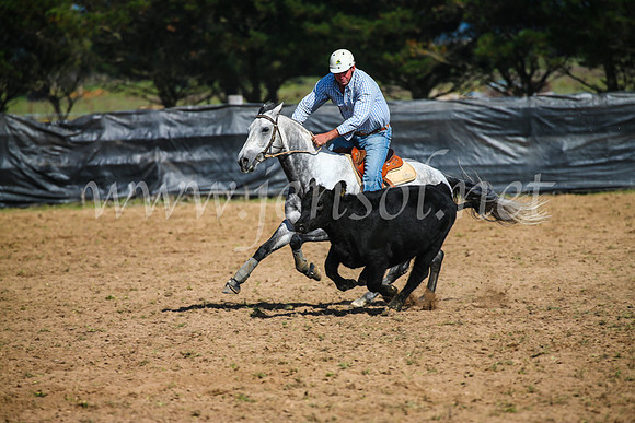GoulburnCampdraft2017_2516