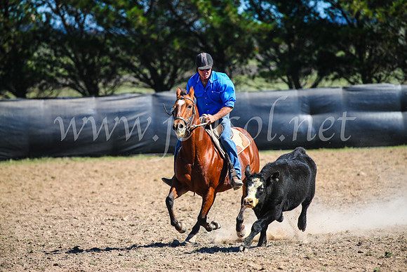GoulburnCampdraft2017_3242