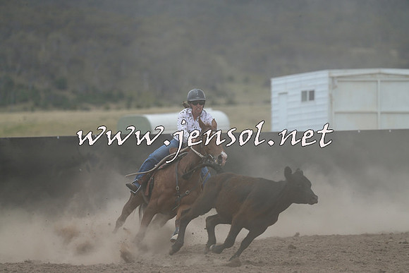 AdaminabyCampdraft2014_1110