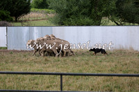 TaralgaCampdraftSat_0508