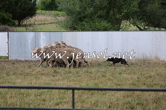 TaralgaCampdraftSat_0508