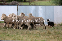 TaralgaCampdraftSat_0509