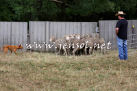 TaralgaCampdraftSat_0515