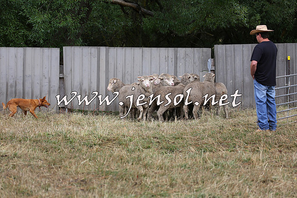 TaralgaCampdraftSat_0515