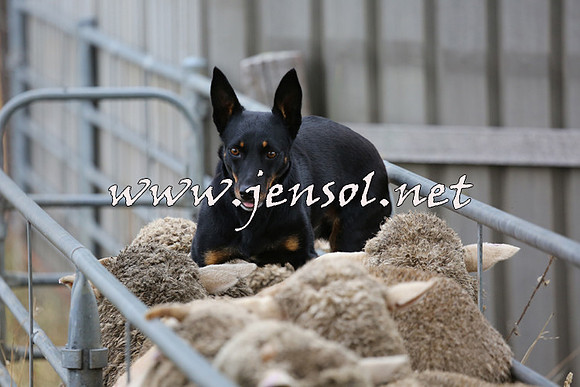 TaralgaCampdraftSat_0506