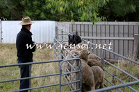 TaralgaCampdraftSat_0503
