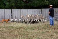 TaralgaCampdraftSat_0516