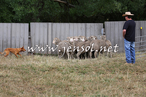 TaralgaCampdraftSat_0516