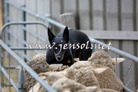 TaralgaCampdraftSat_0505