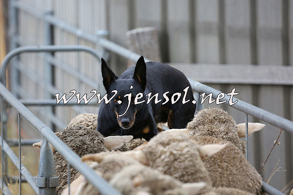 TaralgaCampdraftSat_0505