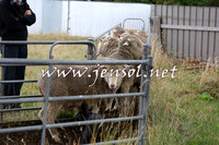 TaralgaCampdraftSat_0497