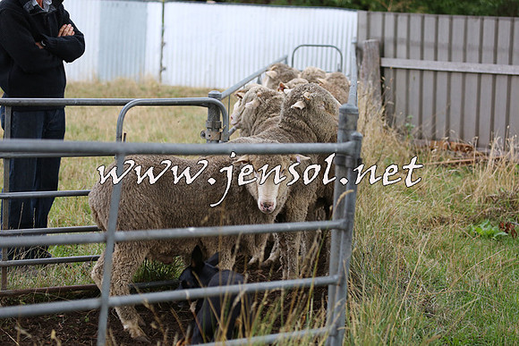 TaralgaCampdraftSat_0497