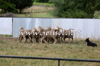 TaralgaCampdraftSat_0512