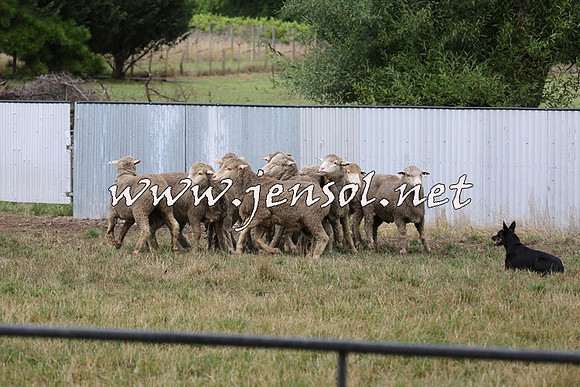 TaralgaCampdraftSat_0512