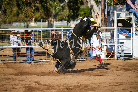 CoonambleRodeoCampdraftSun_2024