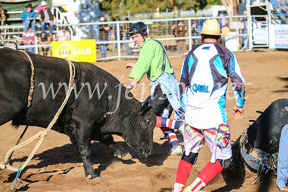 CoonambleRodeoCampdraftSun_2189