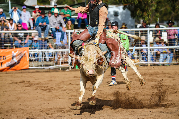 CoonambleRodeoCampdraftSun_2744