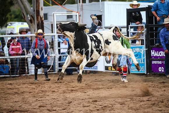CoonambleRodeoCampdraftSun_3006