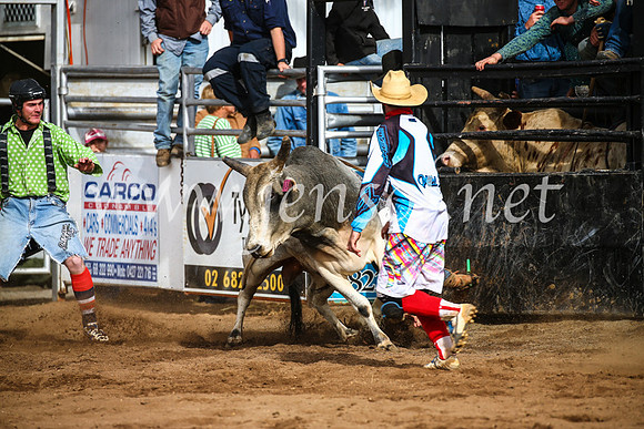 CoonambleRodeoCampdraftSun_2690