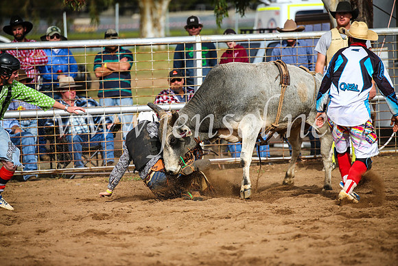 CoonambleRodeoCampdraftSun_2694