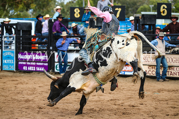 CoonambleRodeoCampdraftSun_2853