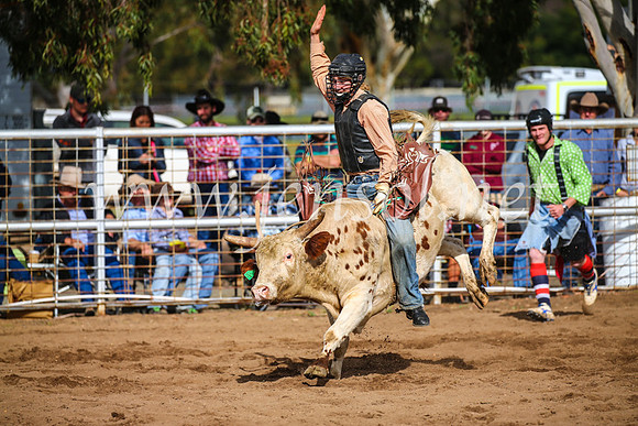 CoonambleRodeoCampdraftSun_2736