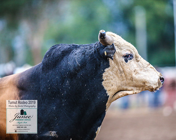 TumutRodeo2019_3862