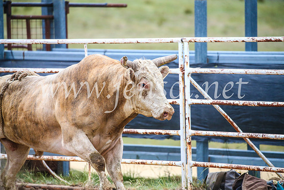 BungendoreRodeo2017_7397