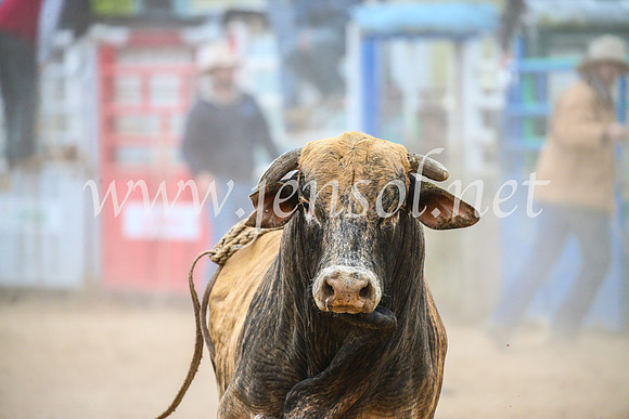 BungendoreRodeo2017_7077