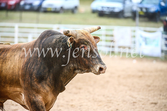 BungendoreRodeo2017_6711