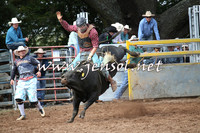 Novice Bull
