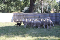 Taralga2015_0695