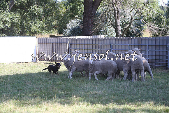 Taralga2015_0695