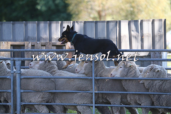 Taralga2015_0705
