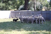 Taralga2015_0694