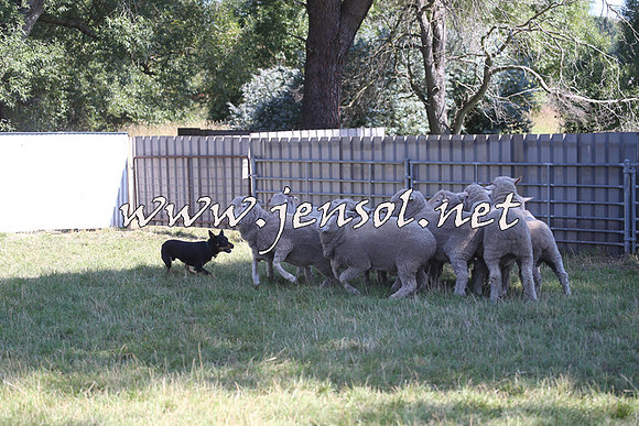 Taralga2015_0694