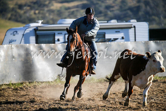 AdaminabyCampdraft2016_0035